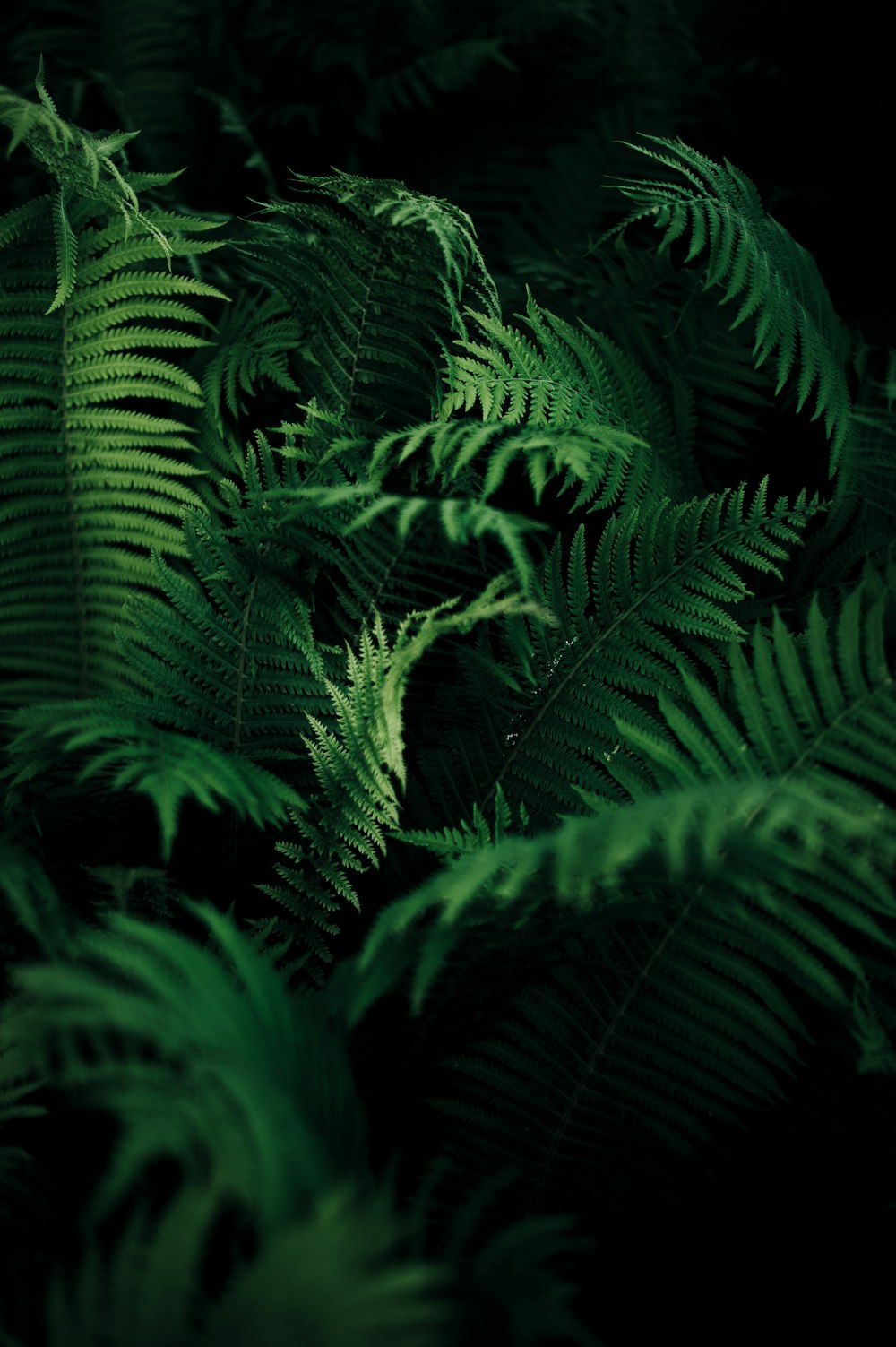 緑の葉の植物
