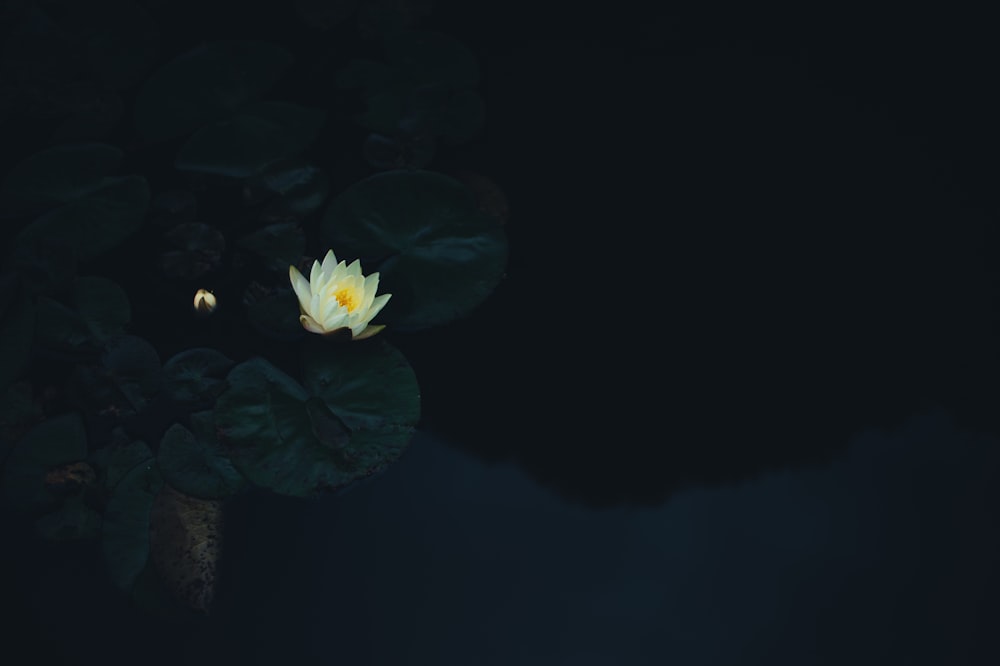 white flower on body of water