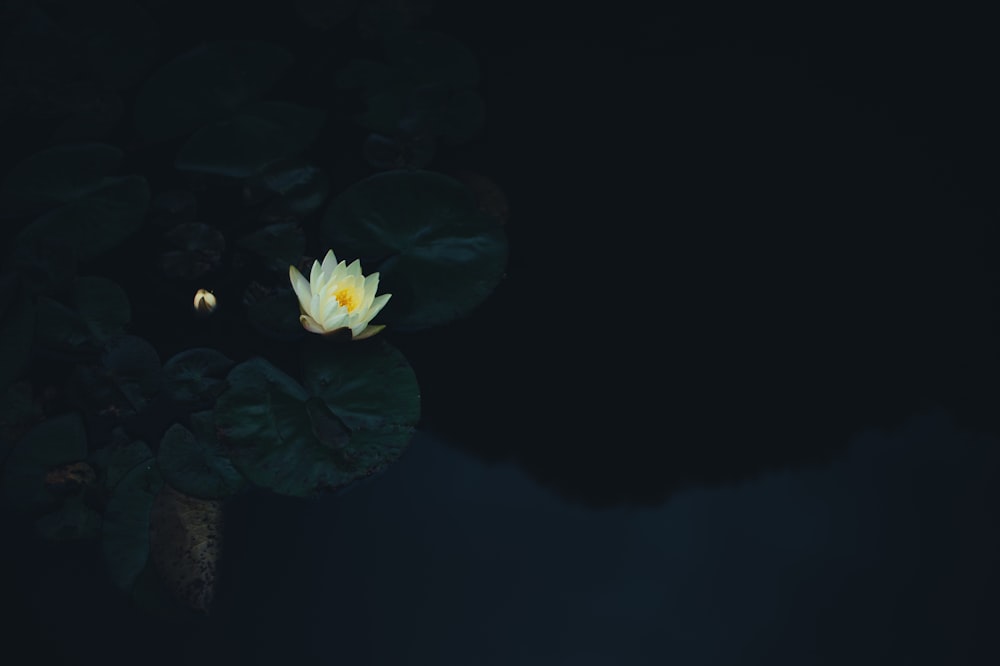 flor branca no corpo da água