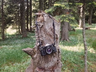 A candid photo of Temple Stark with a vintage camera, surrounded by nature.