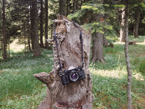 A candid photo of Temple Stark with a vintage camera, surrounded by nature.