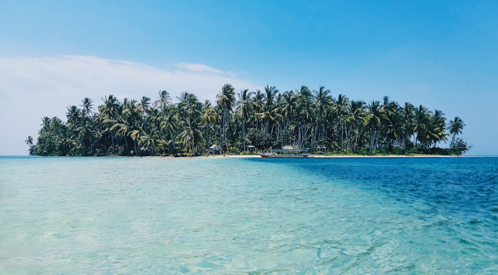 Kokospalmen auf Insel unter blauem Himmel