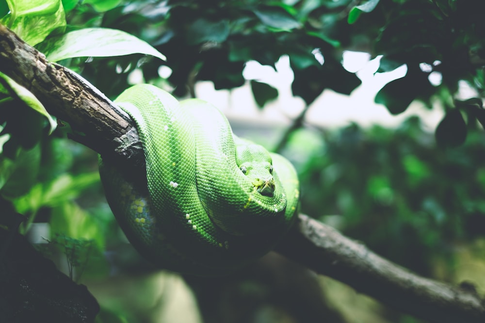 나뭇가지에 녹색 뱀