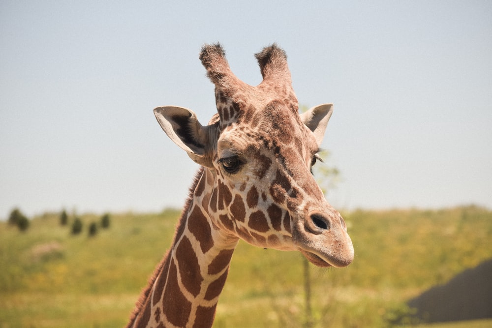 Fotografia a fuoco selettivo della giraffa