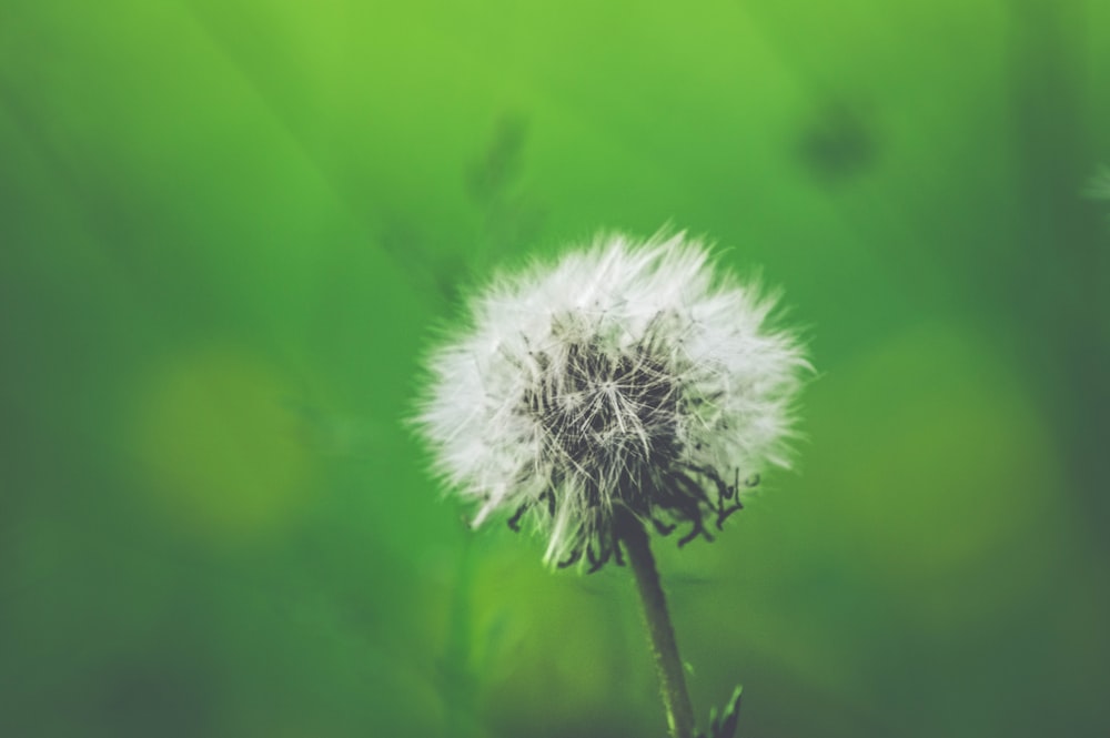 Fotografía de primer plano de diente de león blanco