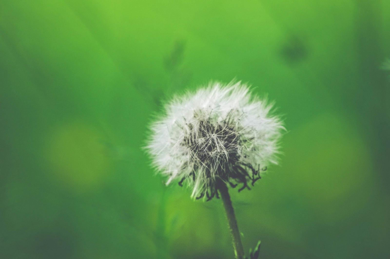 Nikon D3200 + Sigma 50-150mm F2.8 EX APO DC HSM II + 1.4x sample photo. White dandelion closeup photography photography