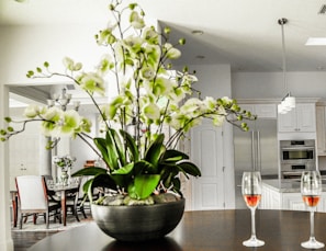 A modern, open-plan kitchen and dining area featuring a prominent orchid plant in the foreground, with delicate white and green flowers. There are two wine glasses filled with rosé on a dark round table. The kitchen has white cabinetry, a double-door refrigerator, and pendant lights. In the background, a dining table is set with chairs and another flower arrangement.