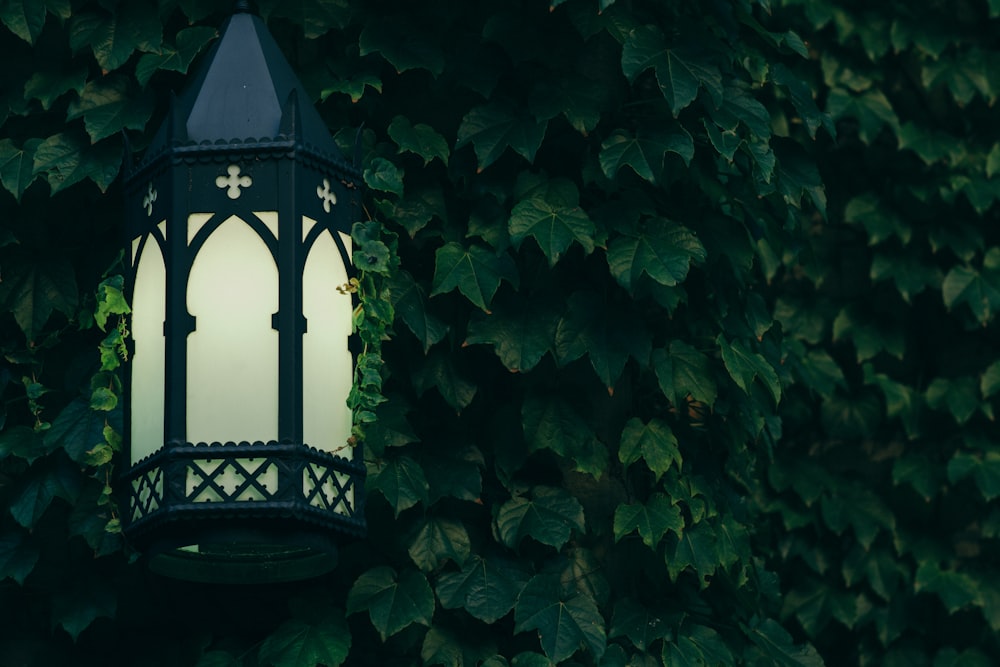 green leaf plant and black metal framed lantern