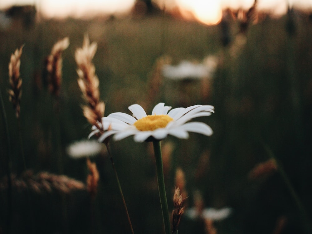 Fotografía de enfoque selectivo de la flor de margarita blanca