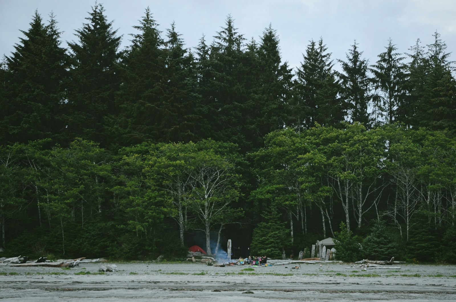 Nikon AF-S DX Nikkor 16-85mm F3.5-5.6G ED VR sample photo. Field beside forest photography