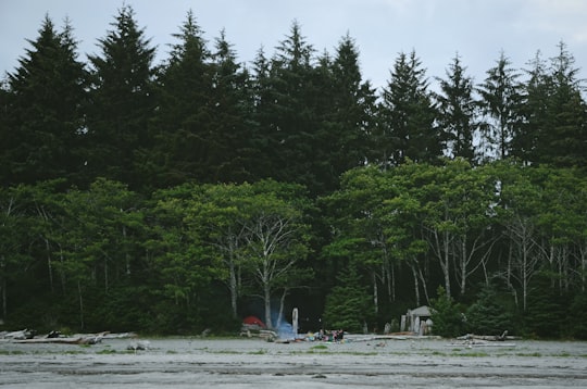 field beside forest in Bamfield Canada