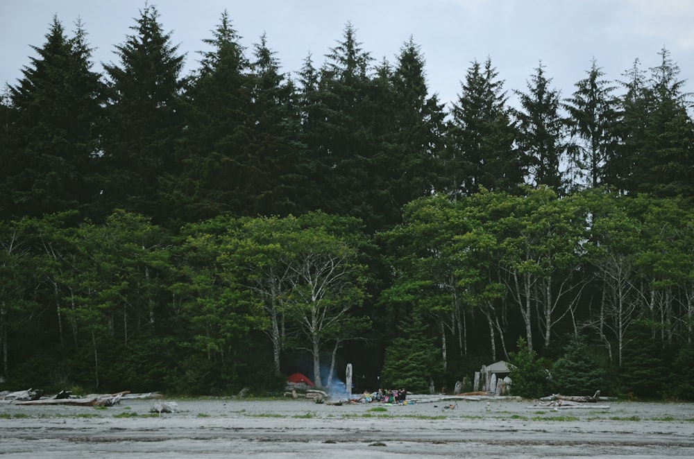 champ à côté de la forêt