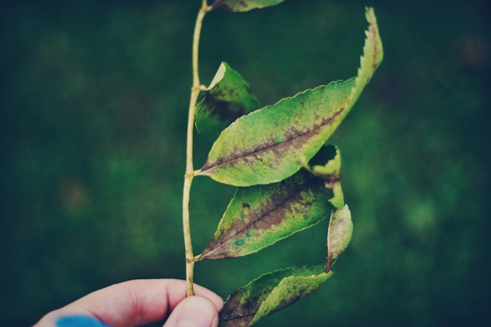 person holding leafed plant