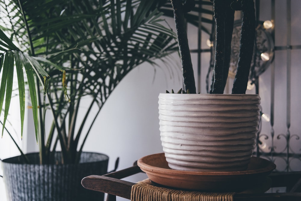 potted green cactus on white planter