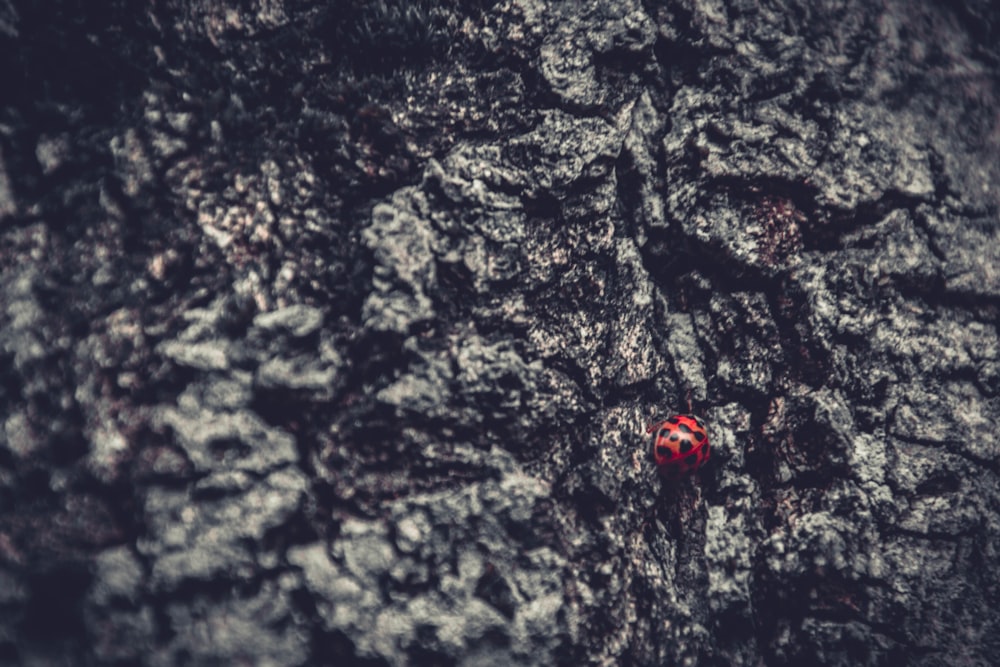 red ladybug on black and white rock