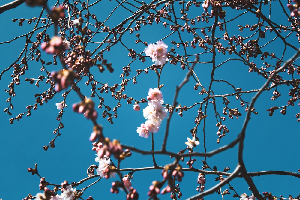 屋外での桜の写真撮影