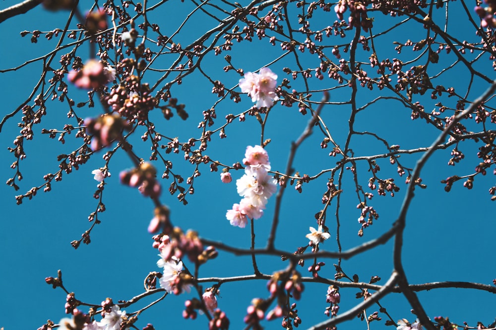 Fotografía de cerezos en flor al aire libre