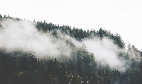 green pine trees with clouds at daytime in North Vancouver Canada