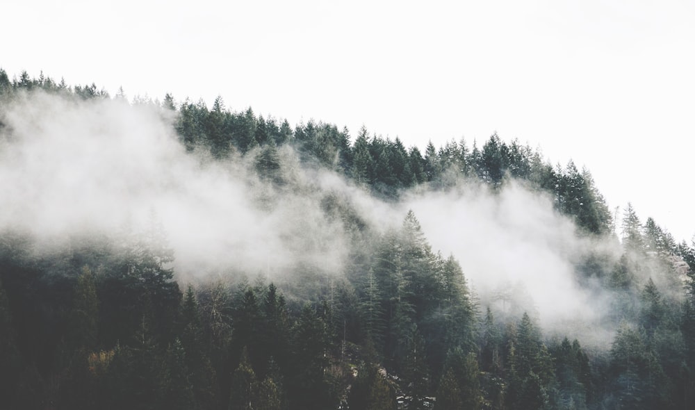 green pine trees with clouds at daytime