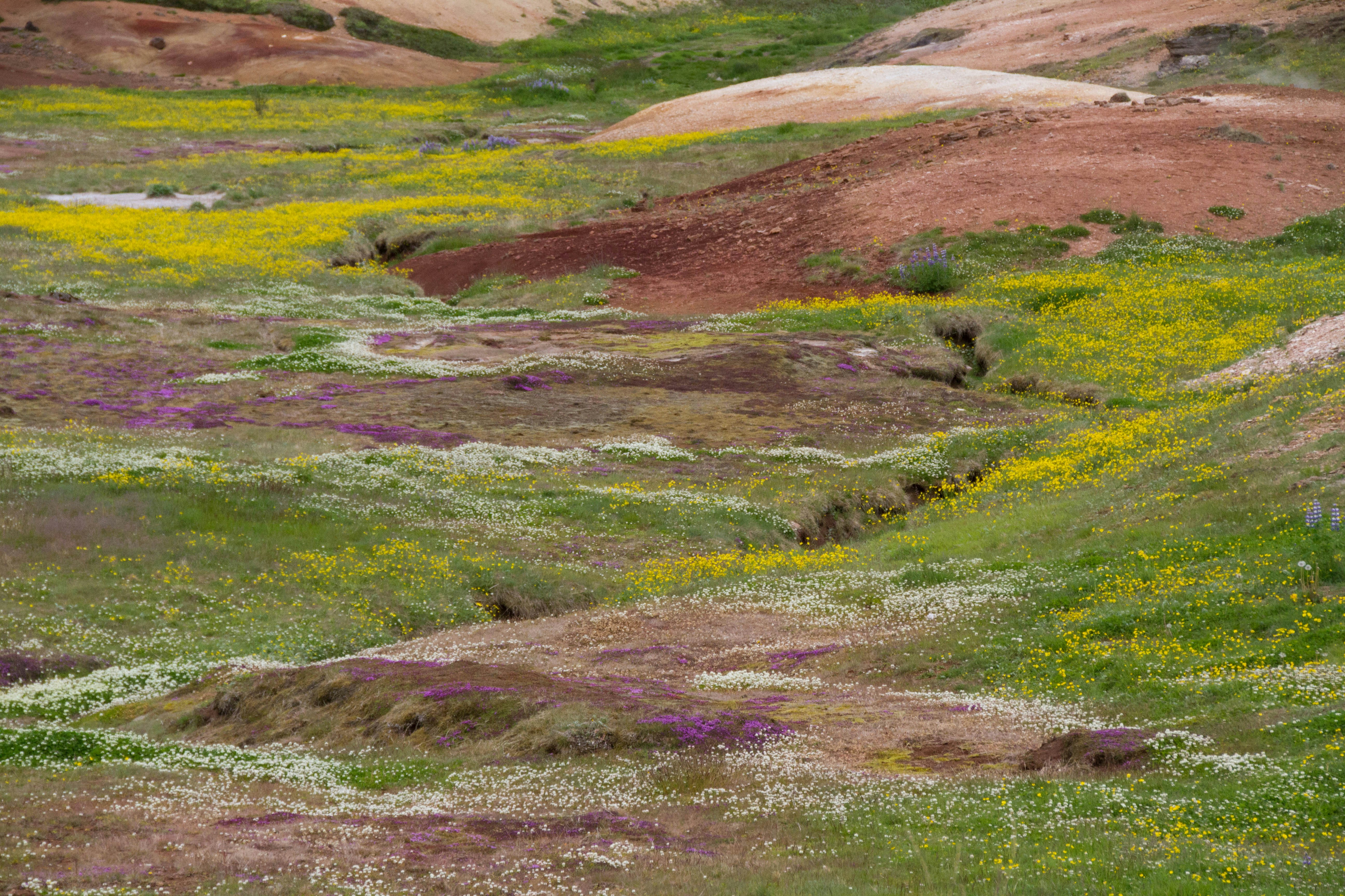 Free Unsplash photo from Anaïs kowalczyk