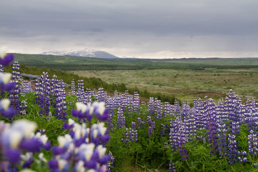 campos de flores púrpuras bajo nubes blancas durante el día