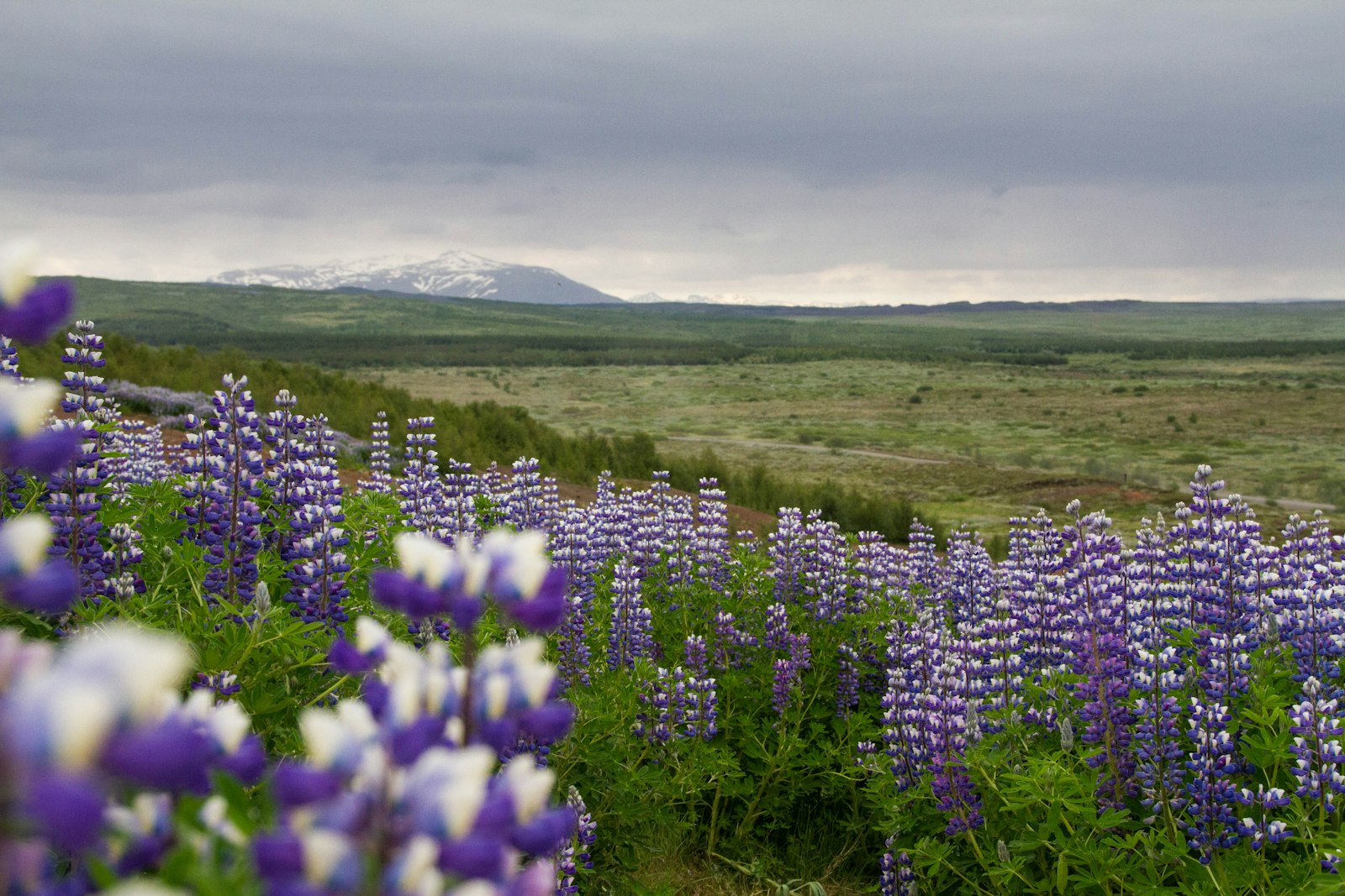 Sigma 18-200mm f/3.5-6.3 DC OS HSM [II] sample photo. Purple flower fields under photography