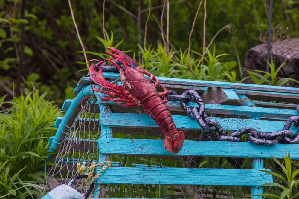 red lobster on green cage near green grass