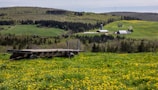 A lush rural landscape with rolling hills covered in vibrant green grass and scattered patches of yellow wildflowers. A wooden farm cart sits in the foreground, surrounded by the flowers. In the distance, a farmhouse and barn are nestled among dense clusters of trees with a mix of evergreen and deciduous varieties, under a partly cloudy sky.