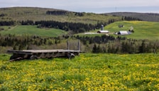 A lush rural landscape with rolling hills covered in vibrant green grass and scattered patches of yellow wildflowers. A wooden farm cart sits in the foreground, surrounded by the flowers. In the distance, a farmhouse and barn are nestled among dense clusters of trees with a mix of evergreen and deciduous varieties, under a partly cloudy sky.
