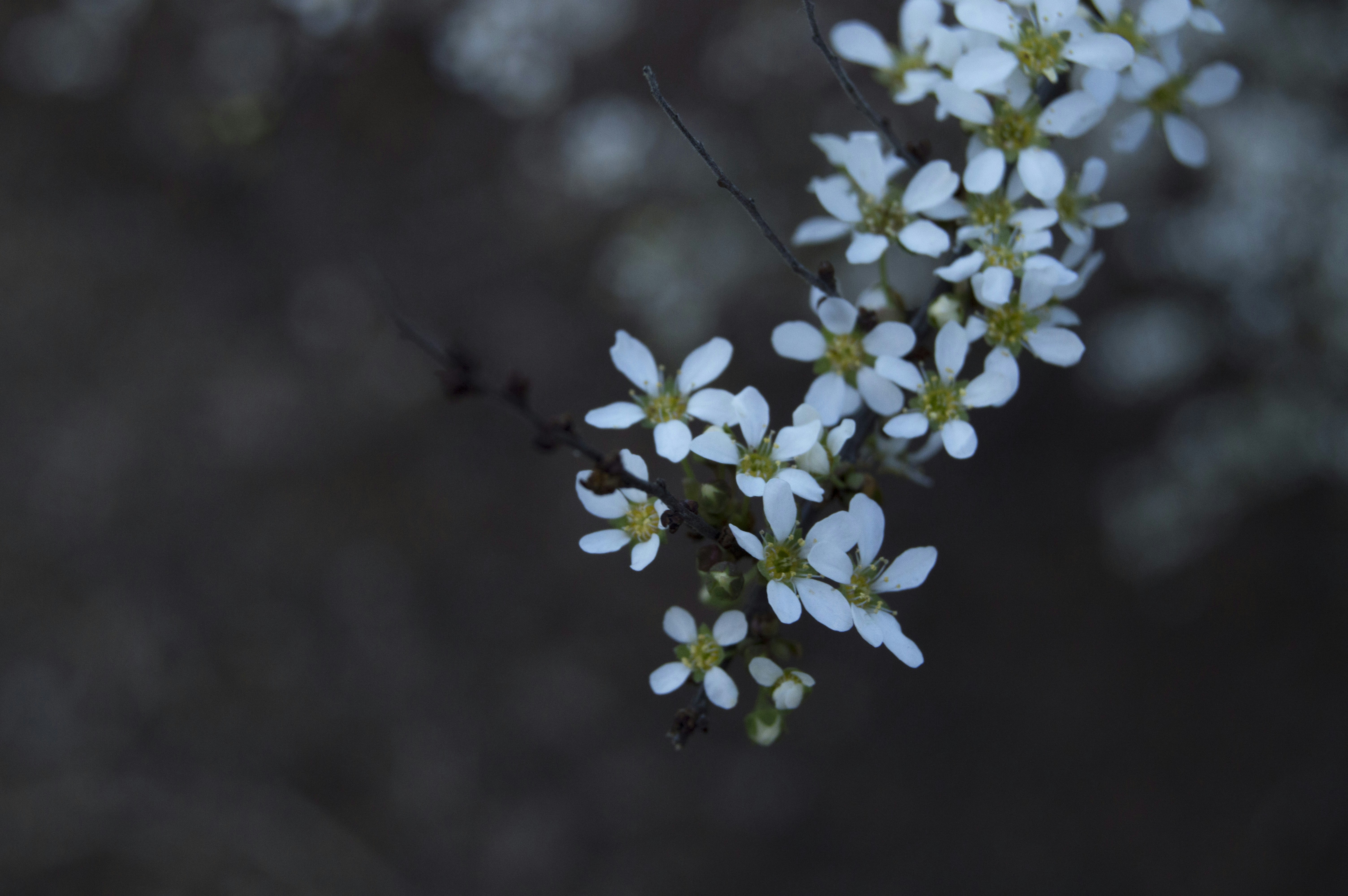 Free Unsplash photo from Emily Hoover