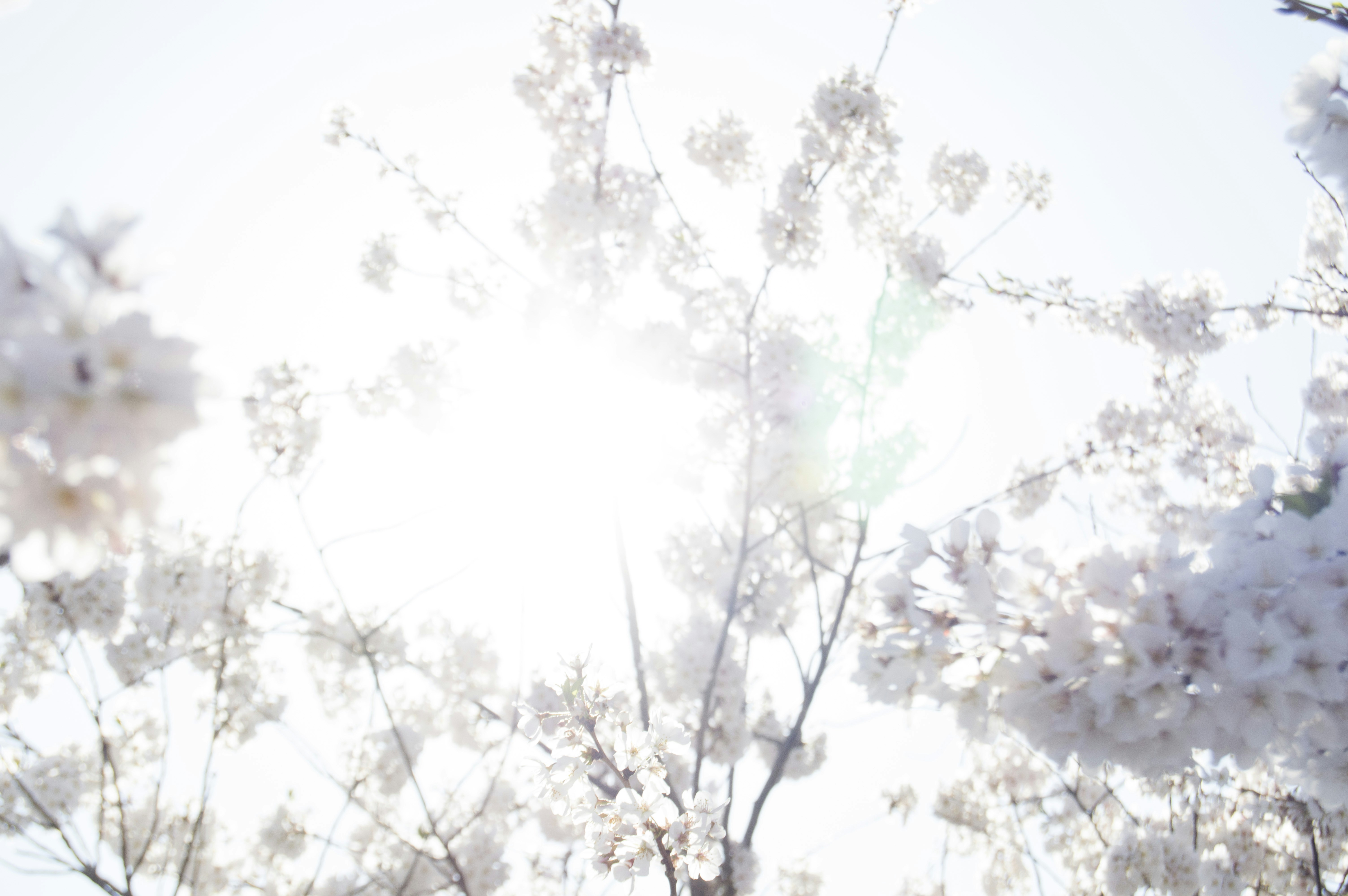 Free Unsplash photo from Emily Hoover