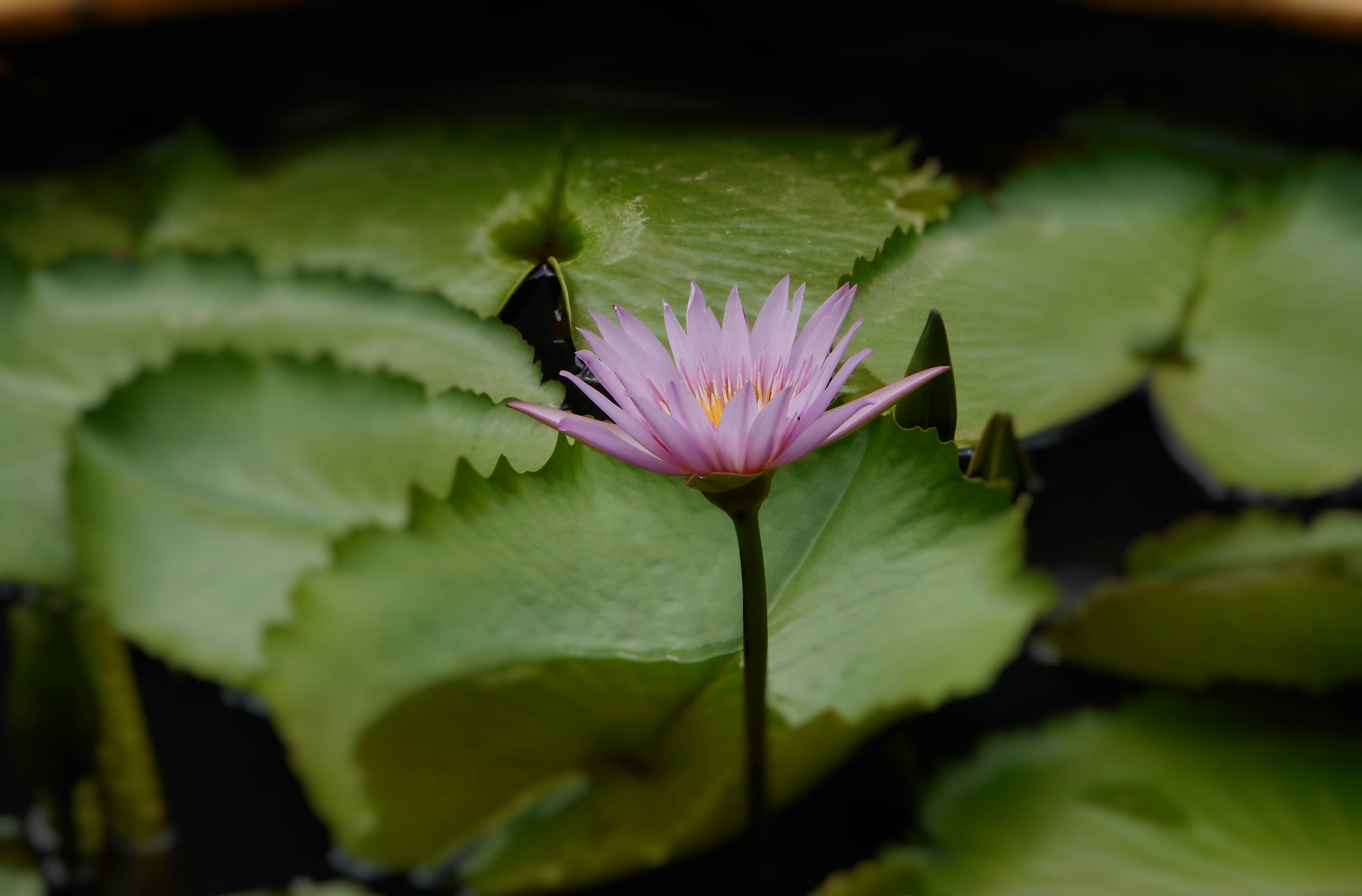 Free Unsplash photo from Anand Agarwal