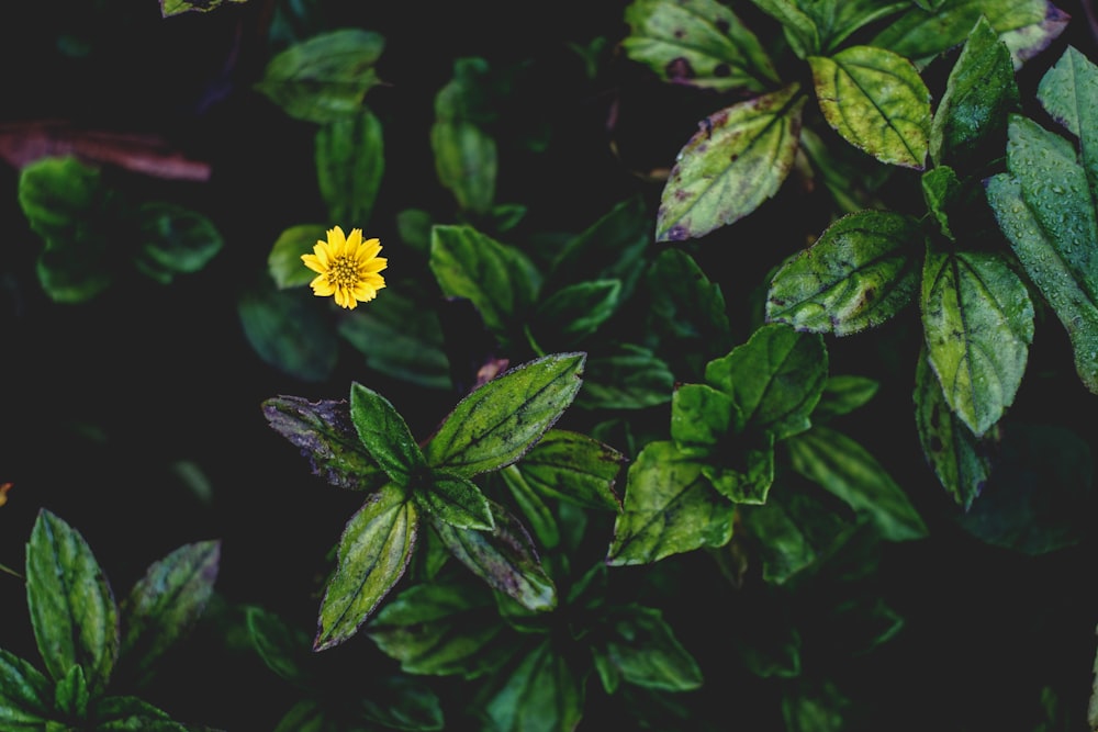 黄色い花びらの花