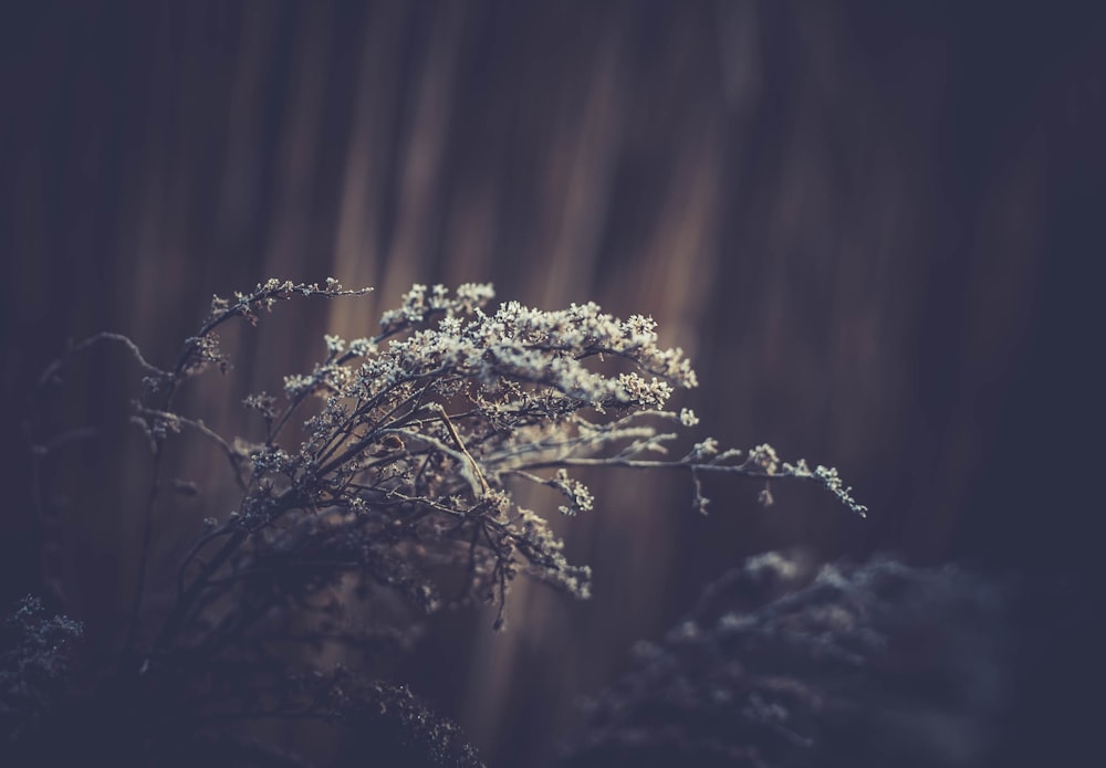 green leafed tree in tilt shift lens photography