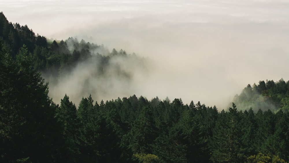 arbres forestiers couverts de brouillards
