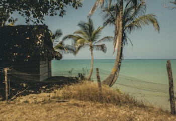 A rustic scene featuring a small wooden hut with a thatched roof near a beach. Tall palm trees sway over a fence with a backdrop of serene turquoise ocean water. The area around the hut is covered in dry grass and shrubs, evoking a tranquil and remote seaside environment.