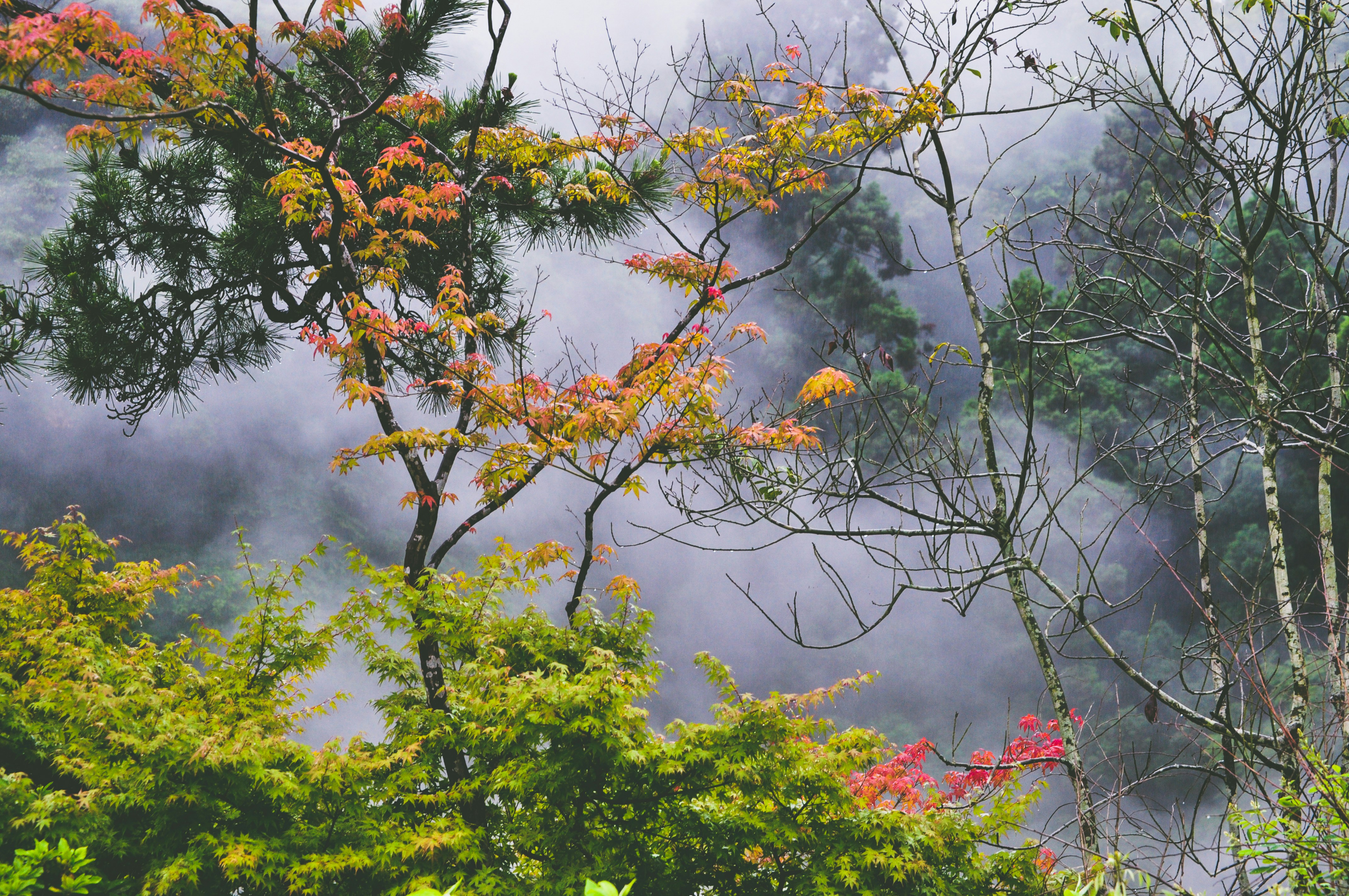a forest filled with lots of trees covered in fog, 