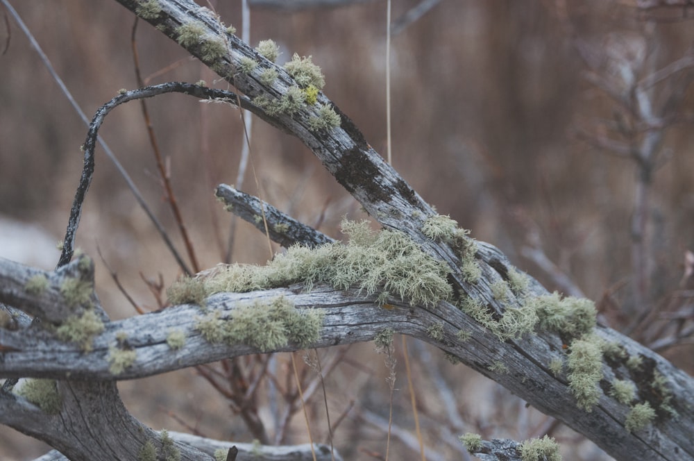 brown tree branch