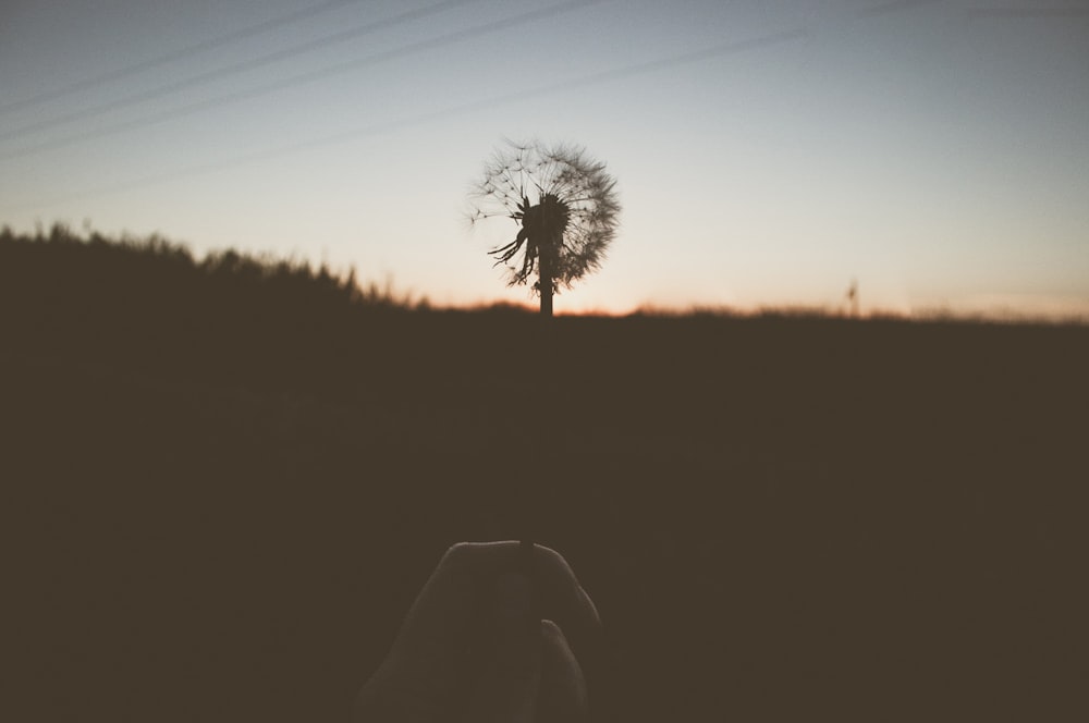 a person holding a dandelion in their hand