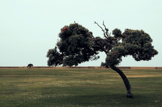 A solitary tree with a unique curved trunk stands alone in the middle of an expansive grassy field. The sky is overcast, and the background features a distant low wall and another small tree. The tree has dense green foliage with small red flowers scattered throughout.