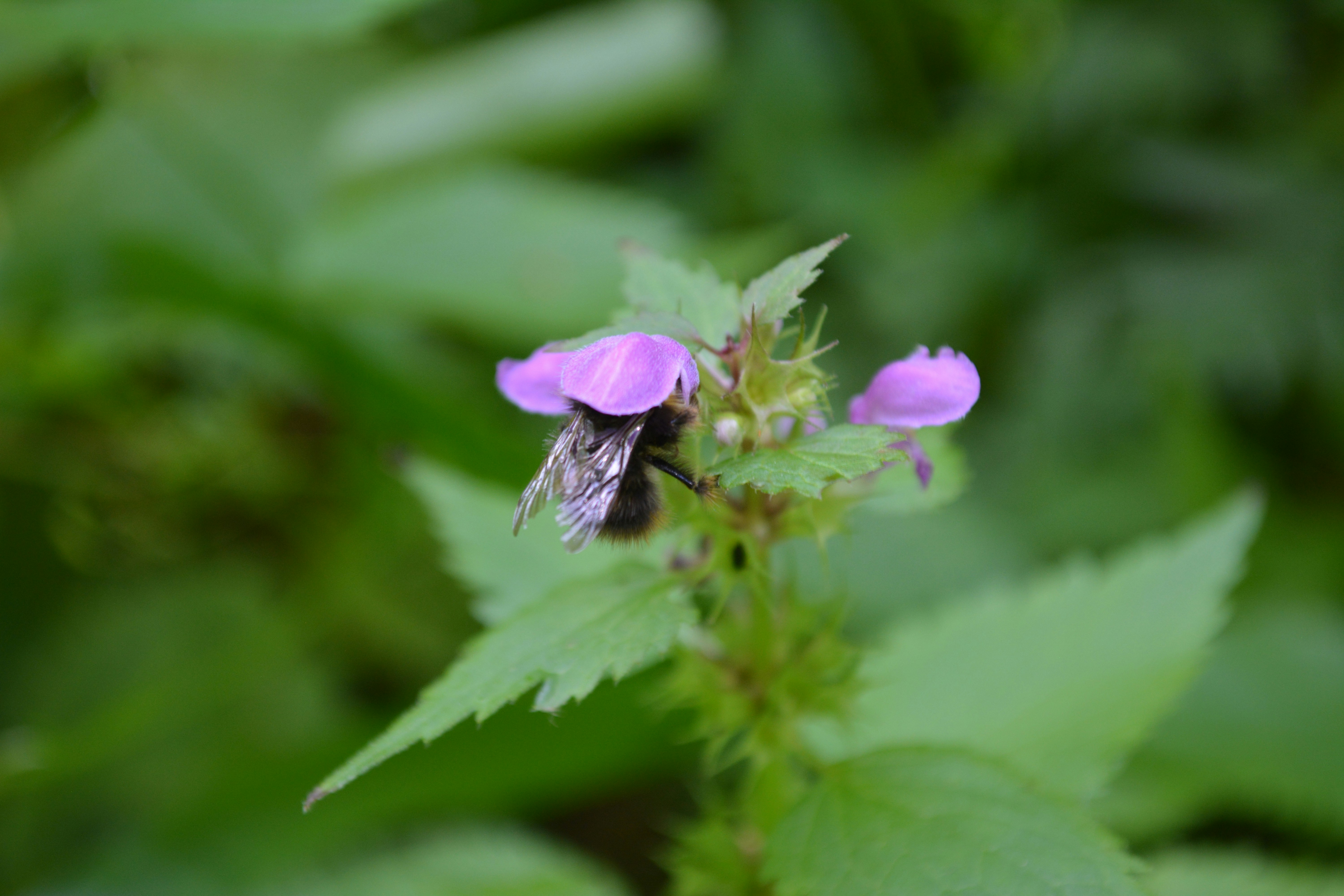 Free Unsplash photo from Denys Zaiats