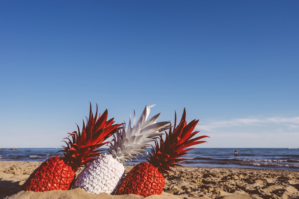 deux ananas rouges et blancs au bord de la mer pendant la journée