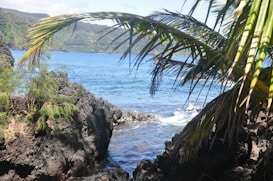 A scenic coastal view featuring clear blue ocean waters, rugged black volcanic rocks, and lush green vegetation. Palm fronds partially frame the scene, adding a tropical atmosphere. The background consists of forested hills under a clear sky.