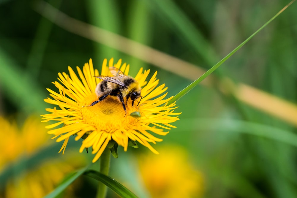 Gelbe und schwarze Biene auf Blumenfoto