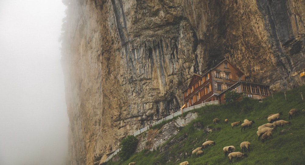 house near cliff and herd of sheep