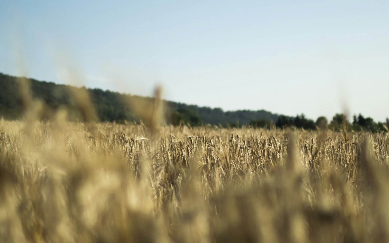 Nikon 1 AW1 sample photo. Brown grass field at photography