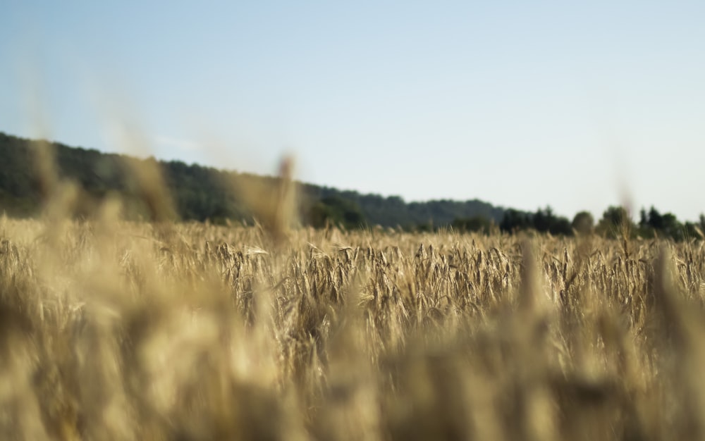 brown grass field at daytime