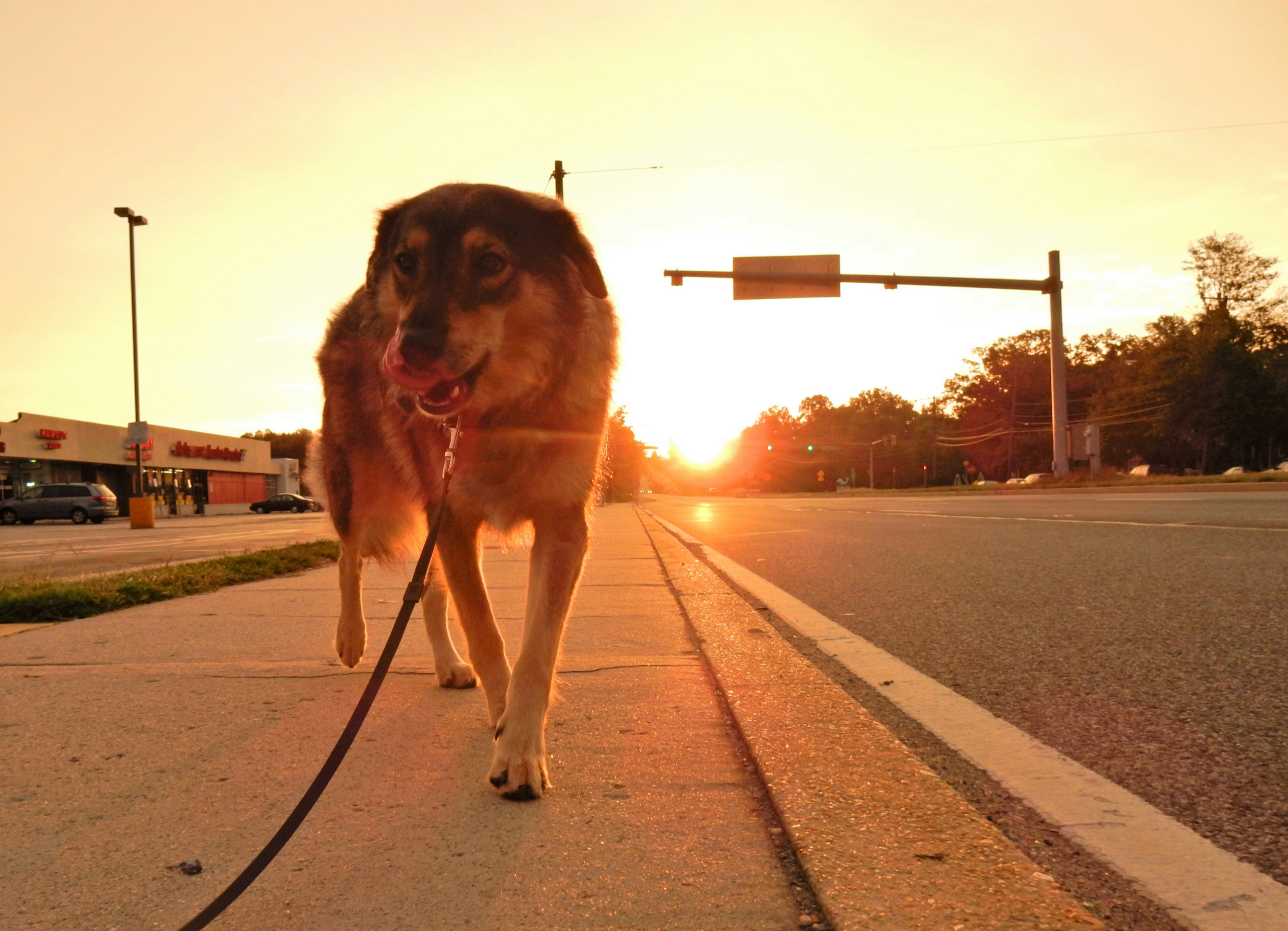 Free Unsplash photo from carlos jesus