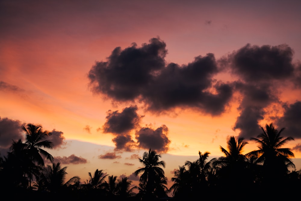 Landschaftsfotografie der Silhouette von Palmen während des Sonnenuntergangs