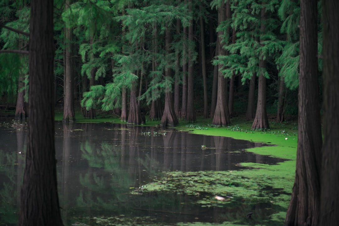 Forest photo spot Donghu Lake China